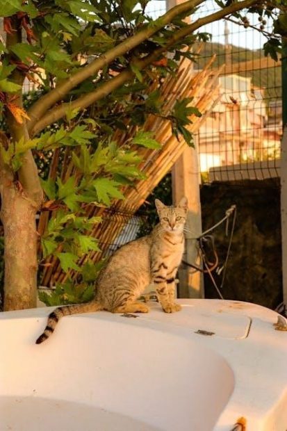yaheetech cat tree instructions